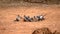 Flock of Red-faced mousebirds