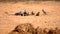 Flock of Red-faced mousebirds