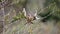 Flock of Red-faced mousebirds