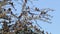 Flock of red-headed finches on a branch