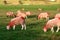 Flock of Red Painted Sheep