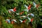 Flock of red parrot in flight. Macaw flying, green vegetation in background. Red and green Macaw in tropical forest, Peru