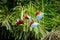 Flock of red parrot in flight. Macaw flying, green vegetation in background. Red and green Macaw in tropical forest, Peru,Wildlife