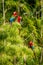 Flock of red parrots sitting on branches. Macaw flying, green vegetation in background. Red and green Macaw in tropical forest