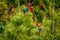 Flock of red parrots sitting on branches. Macaw flying, green vegetation in background. Red and green Macaw in tropical forest