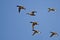 Flock of Redheads Flying in a Blue Sky