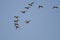 Flock of Redheads Flying in a Blue Sky