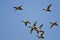 Flock of Redheads Flying in a Blue Sky