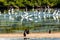 Flock Reflections - Ding Darling National Wildlife Refuge