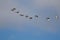 Flock of Ring-Necked Ducks Flying in a Cloudy Sky