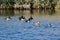 Flock of Ring-Necked Ducks Resting on the Blue Water