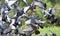 Flock of rock pigeons flying toward spread wings