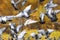 Flock of rock pigeons flying toward spread wings
