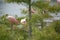 Flock of Roseate spoonbills in Cypress trees