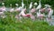 Flock of Roseate spoonbills and other water birds