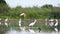 Flock of Roseate spoonbills and other water birds
