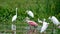 Flock of Roseate spoonbills and other water birds