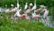 Flock of Roseate spoonbills and other water birds