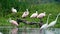 Flock of Roseate spoonbills and other water birds