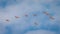 Flock of rosette spoonbills fly overhead