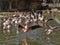 Flock of Rosy Flamingo, Phoenicopterus ruber roseus, at wedding dances