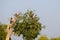 Flock of Rosy Starling birds perching on a tree. Rose-colored pastor Pastor roseus in India asia