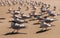 Flock of royal terns on Florida beach