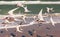 Flock of royal terns flying above a beach