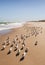 Flock of royal terns walking on a Florida beach forming a long line