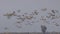 Flock of Ruddy Shelduck in Flight