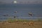 Flock of Ruddy shelducks flying over water and landing on an island