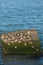 Flock of ruddy turnstone Arenaria interpres resting on large stone