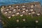 Flock of ruddy turnstone Arenaria interpres resting on large stone