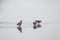 Flock of ruff birds, Calidris pugnax, in a small pond