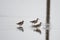 Flock of ruff birds, Calidris pugnax, in a small pond