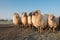 Flock of rural sheep on a road with blue sky