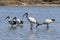 Flock of Sacred Ibis