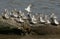 A flock of Sanderling Calidris alba, Dunlin Calidris alpina, and a Knot Calidris canutus perched on a concrete structure at