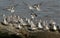 A flock of Sanderling Calidris alba, Dunlin Calidris alpina, and a Knot Calidris canutus perched and landing on a concrete