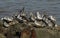 A flock of Sanderling Calidris alba, Dunlin Calidris alpina, Turnstone Arenaria interpres and a Knot Calidris canutus