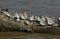 A flock of Sanderling Calidris alba, Dunlin Calidris alpina, Turnstone Arenaria interpres and a Knot Calidris canutus per