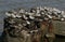 A flock of Sanderling Calidris alba and Dunlin Calidris alpina and Turnstone Arenaria interpres perched on a concrete struc