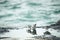 Flock of Sanderling (Calidris alba) feeding in a puddle on the Atlantic