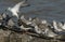 A flock of Sanderling Calidris alba, Knot Calidris canutus and Turnstone Arenaria interpres resting on a concrete structure