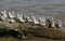 A flock of Sanderling Calidris albaand Dunlin Calidris alpina perched on a concrete structure at high tide in Kent, UK.