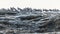 A flock of sanderling perching