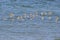 Flock Of Sanderlings In Flight Over Sea