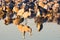 Flock of Sandhill Cranes at Sunrise