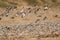 Flock of sandpiper birds flying over pebble strewn beach. Select