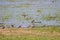 A flock of Sandpiper in wet land